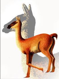 Guanaco