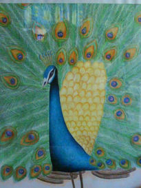 Pavo Real