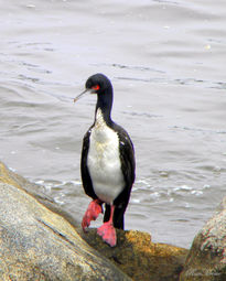 Cormorán posando...