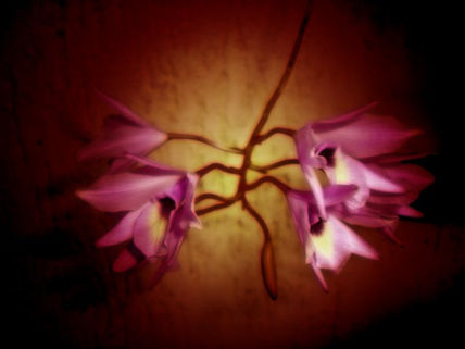 Orquideas 1