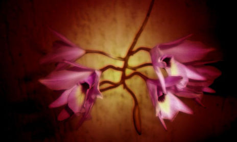 Flores