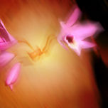 Flores thumbnail 2