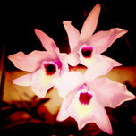 Flores thumbnail 1