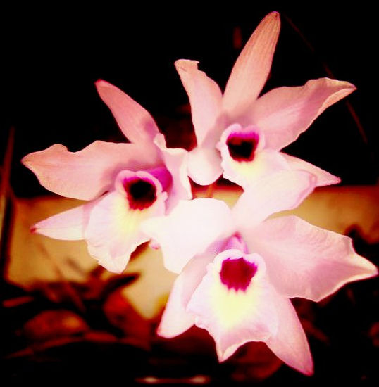 Orquideas 3 