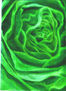 rosa verde