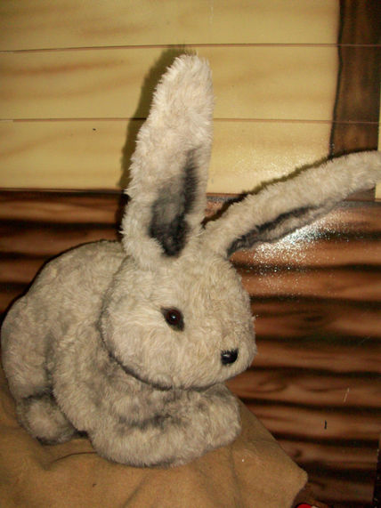 Conejo