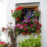 FOTOS  DE FLORES... thumbnail 1