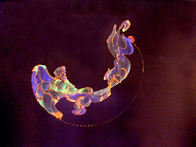 luna lunera cascabelera