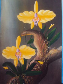 Orquidea