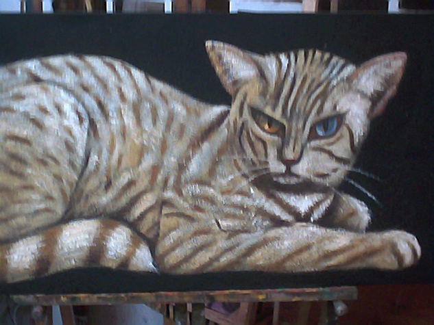 felino 