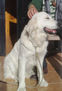 MI AMIGO TRUC !!!! 525/2011