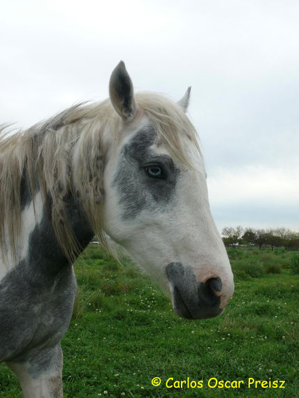 Zarca
