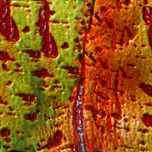 transforme thumbnail 1