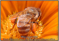 Abeja cargando polen