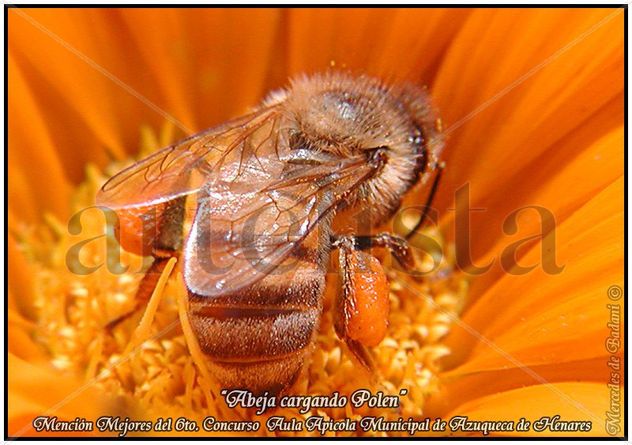 Abeja cargando polen