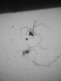 Spider