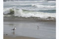 El reventar de las Olas