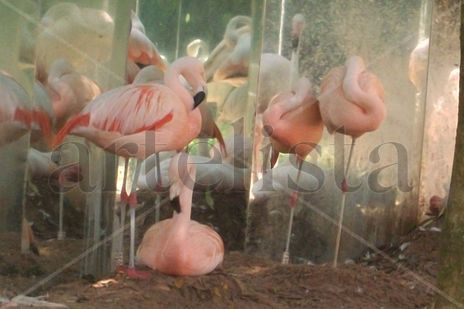 Flamencos 2