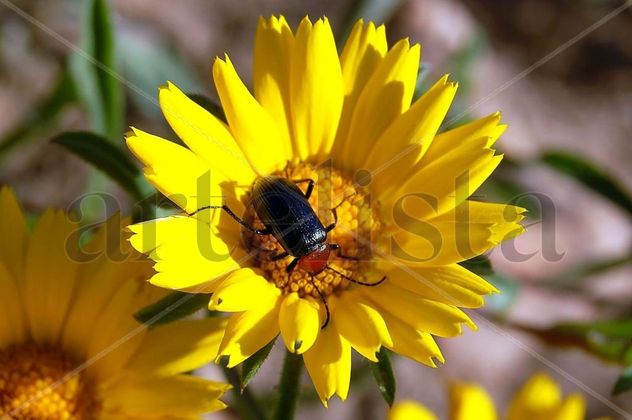 “El escarabajo y la flor. El Universo diminuto”