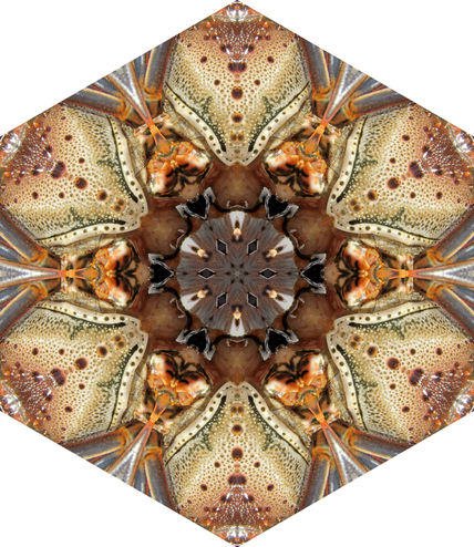 Crustaceo