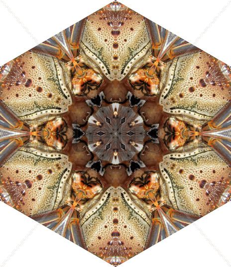 Crustaceo