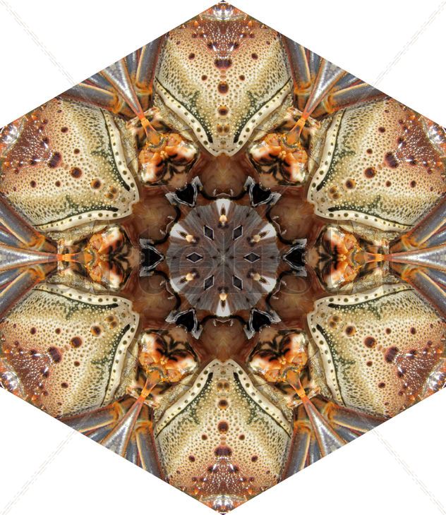 Crustaceo