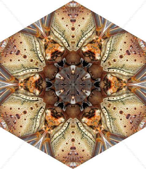 Crustaceo Conceptual/Abstract Color (Digital)