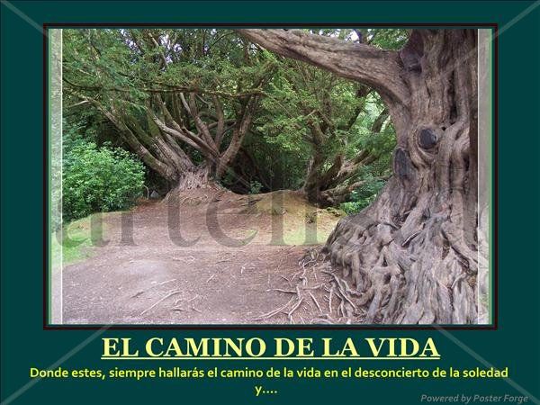 El camino de la vida 