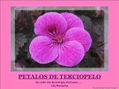 PETALOS DE TERCIOPELO