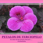 FLORES Y PINTURA MARINA thumbnail 2