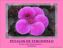 Petalos de terciopelo