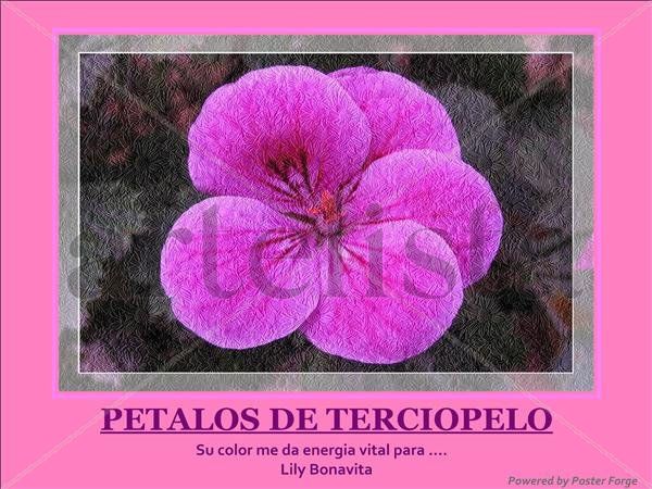 PETALOS DE TERCIOPELO