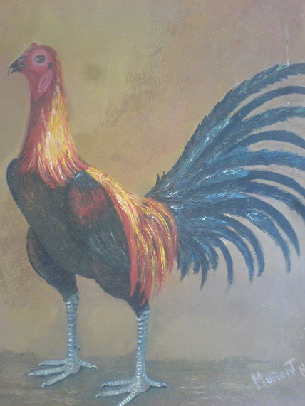 Gallo de pelea