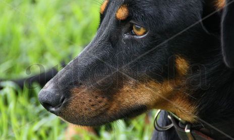 ‟El Perro"