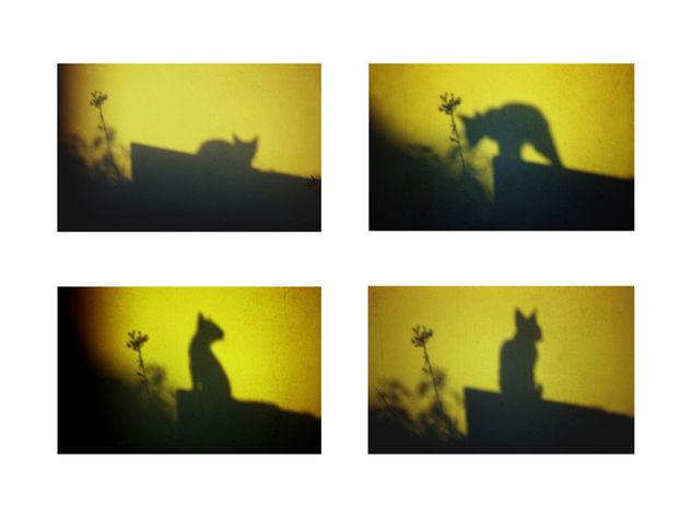 gato en la sombra
