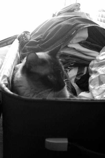 Gata viajara blanco y negro