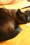 Pensamiento gatuno