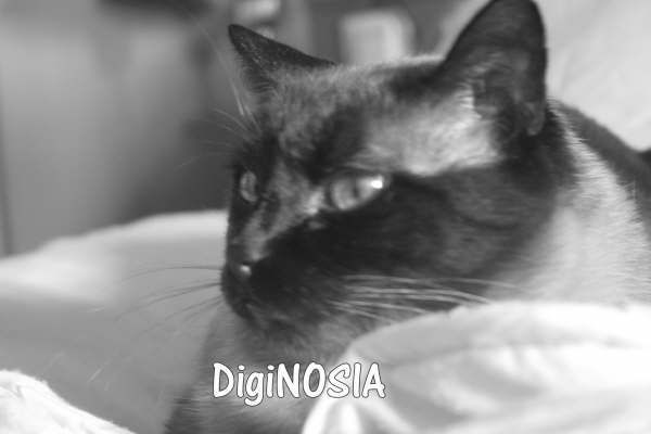 Perfil gatuno Other Themes Black and White (Digital)