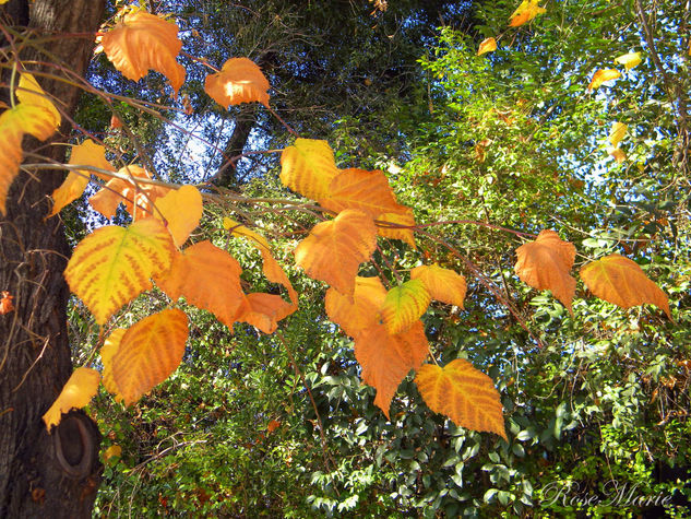 HOJAS AMARILLAS... Nature Color (Digital)