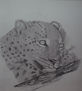 leopardo