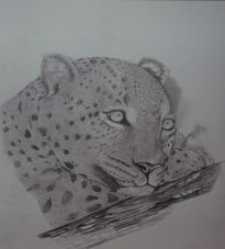 Leopardo