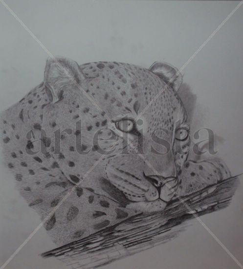 leopardo Charcoal