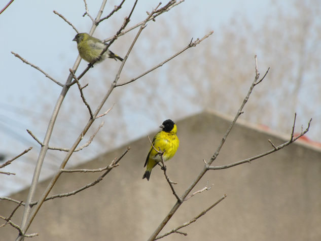 CABECITA NEGRA - Carduelis magellanica Naturaleza Color (Digital)