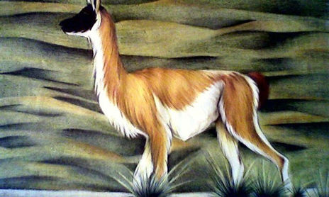 Fauna Nativa Argentina