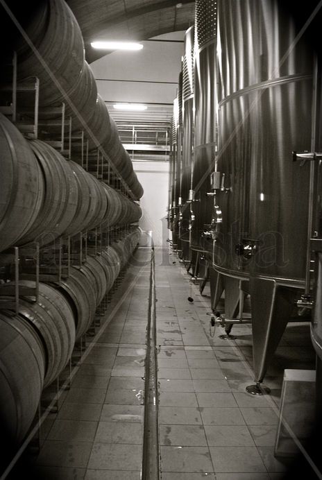 ‟Bodegas Norton