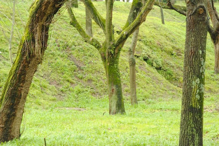 Verde