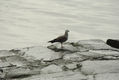 Gaviota