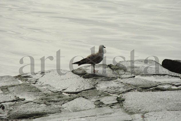 Gaviota