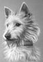 cachorro