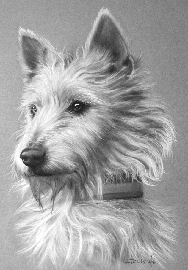 cachorro